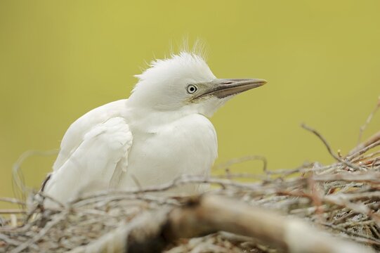 Cattle egret (Bubulcus ibis), young bird in nest, Camargue, France