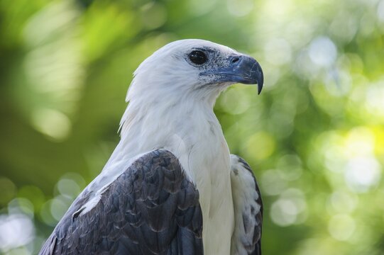 Philippine Eagle (Pithecophaga jefferyi), animal portrait, Davao, Mindanao, Philippines