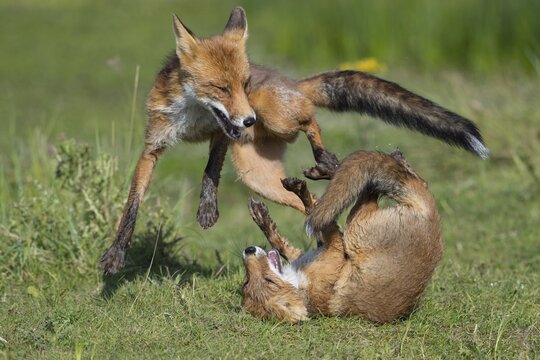 Foxes (Vulpes vulpes)fighting with their mouths open, playful, Netherlands