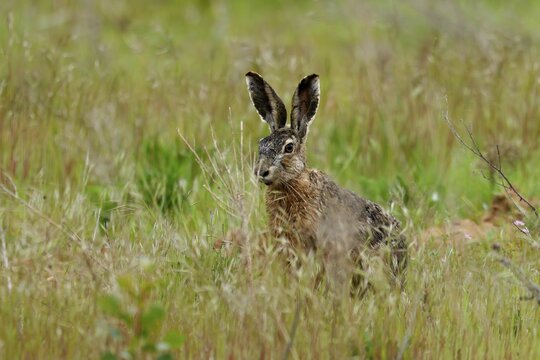European hare (Lepus europaeus) running on a field path, wildlife, Rhineland-Palatinate, Germany