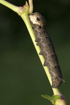 Elephant Hawk-moth caterpillar (Deilephila elpenor), North Tirol, Austria