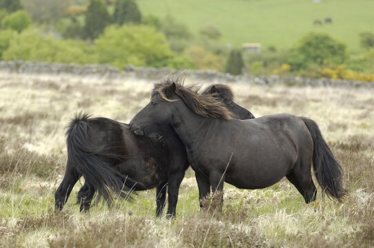 Dartmoor Ponies Dartmoor National Park Devon England
