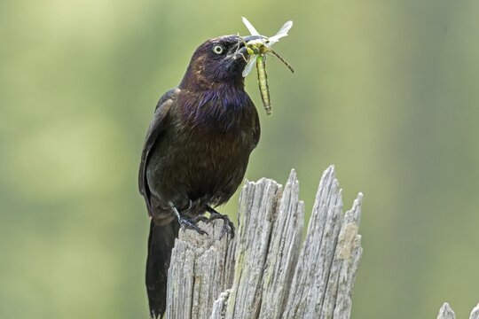 Common grackle (Quiscalus quiscula) bringing insects to the nest to feed the babies. La Mauricie national park, province of Quebec, Canada,