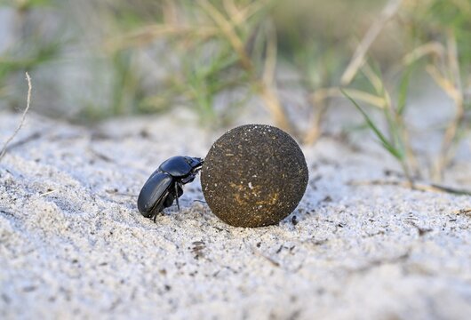 Dung beetle (Catharsius gorilla) rolling a dung ball, Loango National Park, Parc National de Loango, Ogoou&eacute;-Maritime Province, Gabon