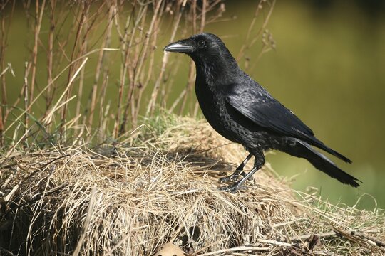 Carrion crow (Corvus corone) Allg&auml;u, Bavaria, Germany