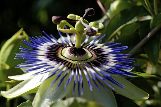 Passion flower Passiflora caerulea close up detail