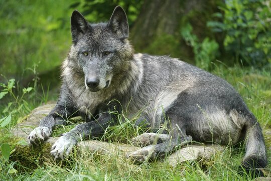 Timberwolf, American wolf Mackenzie Valley Wolf (Canis lupus occidentalis) lying, Captive, France