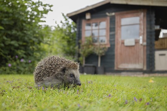 European hedgehog (Erinaceus europaeus) adult animal on a garden grass lawn in spring with a shed in the background, England, United Kingdom