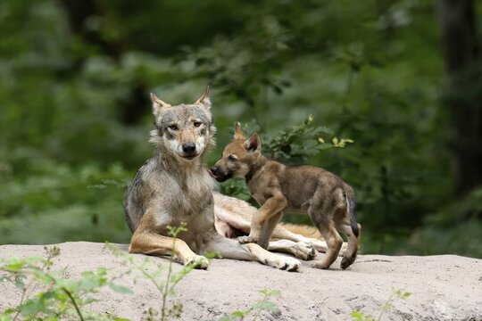 European gray wolf (Canis lupus) alpha wolf with pups, Germany