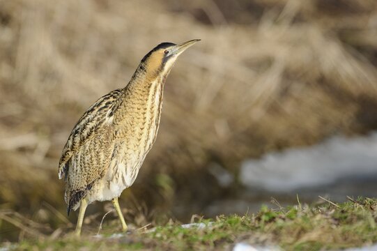 Eurasian bittern (Botaurus stellaris) foraging Winter, Lake D&uuml;mmer, Lembruch, Lower Saxony, Germany