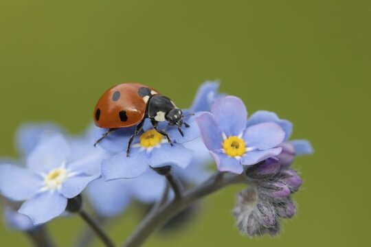 Seven-spot ladybird (Coccinella septempunctata) adult insect on a Forget-me-not flower, Suffolk, England United Kingdom