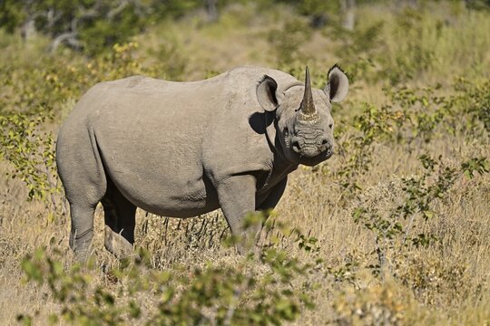 Black rhinoceros (Diceros bicornis) grazing in the thorn savannah, Etosha National Park, Namibia