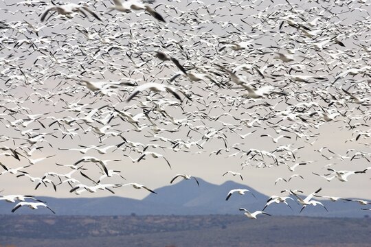 Snow Geese (Anser caerulescens atlanticus, Chen caerulescens) overwintering, flying flock, Bosque del Apache Wildlife Refuge, New Mexico, USA