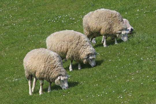 Sheep (Ovis ammon f.aries) grazing on a dike, Schleswig-Holstein, Germany