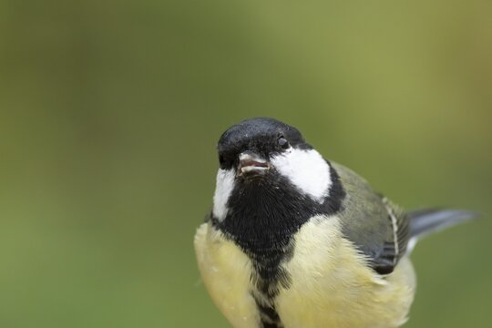 Great tit (Parus major) adult garden bird head portrait, England, United Kingdom