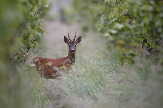 Roebuck in a vineyard, Wittlich, Rhineland-Palatinate, Germany