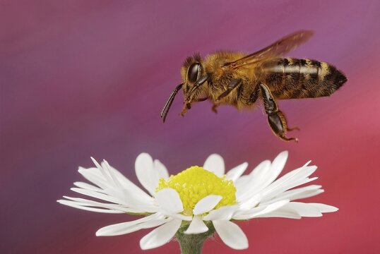 Honey bee (Apis mellifera), in flight, Germany