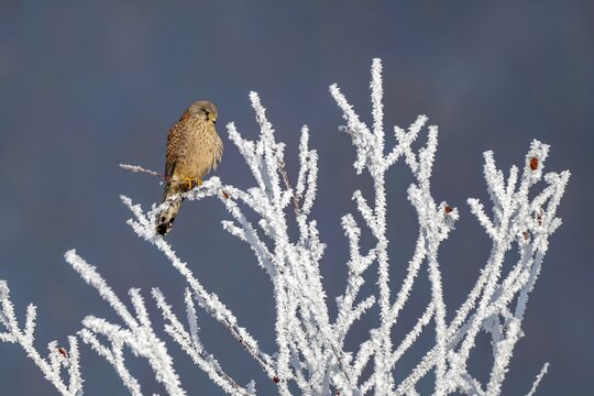 Kestrel (Falco tinnunculus), female, Schlitters, Tyrol, Austria