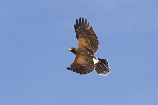 Harris's hawk, dusky hawk (Parabuteo unicinctus), Central and South America