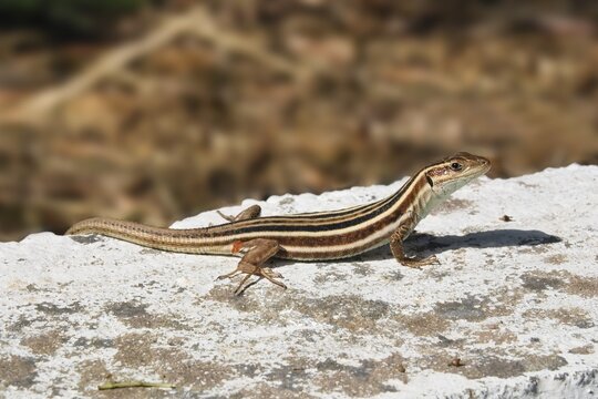 Peloponnesian wall lizard (Podarcis peloponnesiaca), female, Peloponnese or Peloponnesus, Greece, Europe