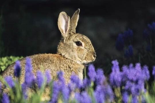 European Rabbit or Common Rabbit (Oryctolagus cuniculus) sitting in flower bed, Bavaria, Germany, Europe