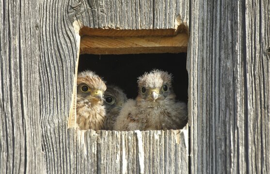 Common Kestrels (Falco tinnunculus), young birds in a nesting box in a field barn, Allg&auml;u, Bavaria, Germany
