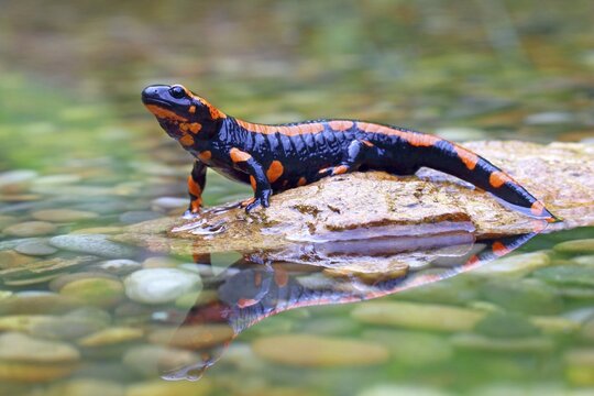 Orange Fire salamander (Salamandra salamandra), Rare colour variation, Solms, Hesse, Germany