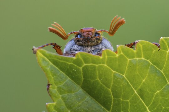 Cockchafer (Melolontha ) looks over a leaf, Vechta, Lower Saxony, Germany