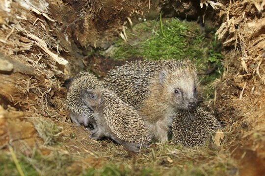 European hedgehog (Erinaceus europaeus) female with 19-day-old young in hiding in hollow tree trunk, Allg&auml;u, Bavaria, Germany