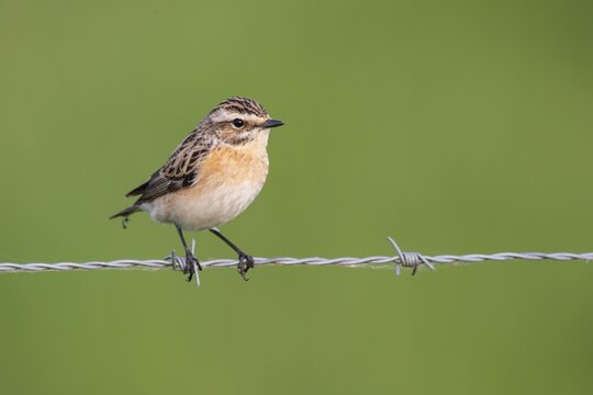 Whinchat (Saxicola rubetra), wet meadow, Ochsenmoor, Lake D&uuml;mmer, H&uuml;de, Lower Saxony, Germany
