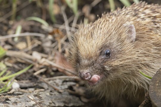 European hedgehog (Erinaceus europaeus) adult animal sticking its tongue out in a garden, England, United Kingdom