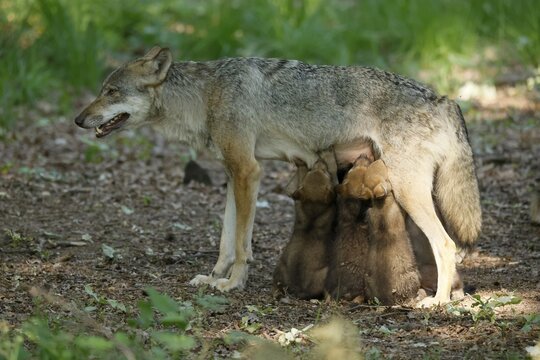 European gray wolf (Canis lupus) alpha wolf suckling pups, Germany