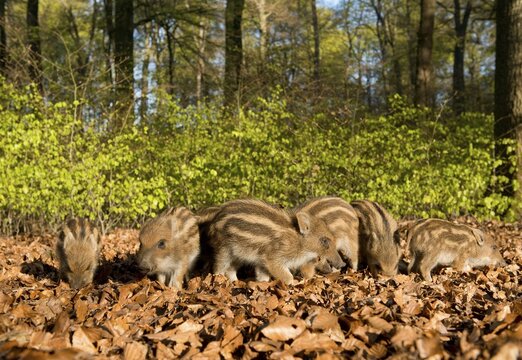 Wild Boars (Sus scrofa), piglets in a spring forest, captive, North Rhine-Westphalia, Germany