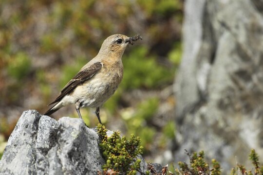 Northern wheatear (Oenanthe oenanthe) Female with food, Tunda, Lapland, Northern Norway, Norway, Scandinavia