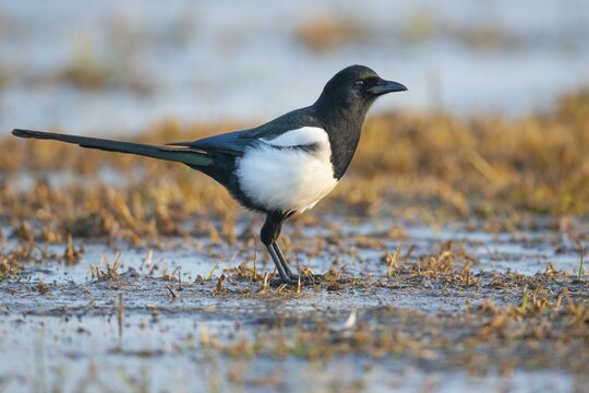 European magpie (Pica pica), Kutno, Poland