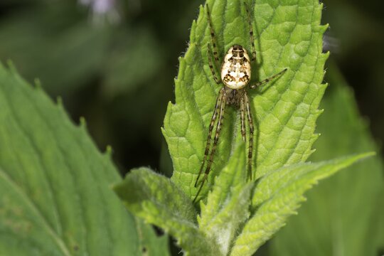 Close-up of an autumn spider (Metellina segmentata) lurking on a leaf, Baden-.W&uuml;rttemberg, Germany