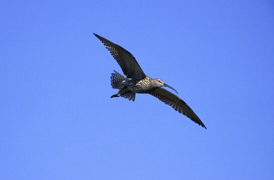 Eurasian Curlew, Numenius arquata