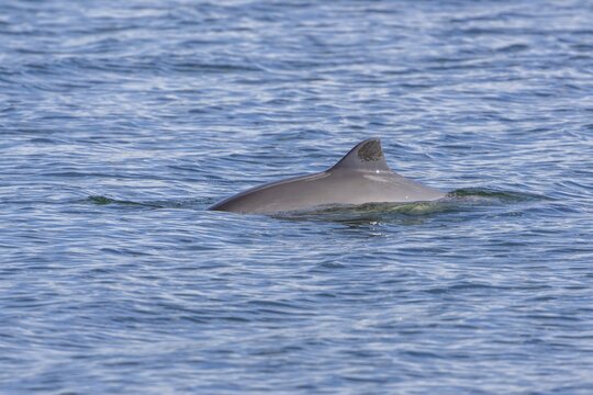 The Harbour porpoise (Phocoena phocoena) is a very small species of cetacean and, with a bit of luck, can be observed along the German North Sea and Baltic coasts, Denmark