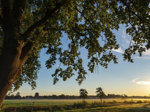Morning mist over the meadows, big tree and shining sunbeams, Schlepzig, Spreewald, Brandenburg, Germany