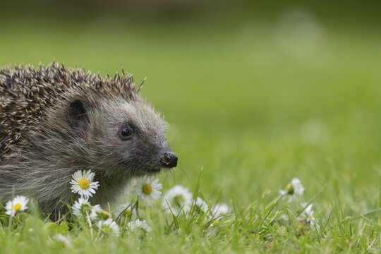 European hedgehog (Erinaceus europaeus) adult animal on a garden grass lawn with flowering daisy flowers in the summer, Suffolk, England, United Kingdom