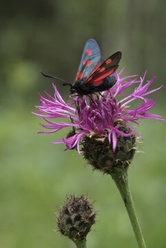 Five-spot Burnet Moth (Zygaena trifolii) perched on a Brown Knapweed blossom (Centaurea jacea), Martinau, Lechtal, Tirol, Austria