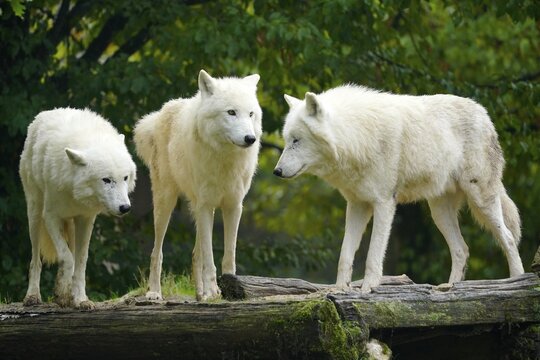 Arctic wolf (Canis lupus arctos), pack behaviour, captive
