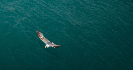 Obraz premium A seagull soaring low over the sea. near the sea surface. A single seagull is flying close to the surface of the sea. Jonathan Livingston. Laridae.