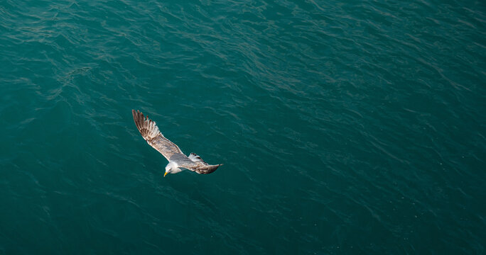 A seagull soaring low over the sea. near the sea surface. A single seagull is flying close to the surface of the sea. Jonathan Livingston. Laridae.