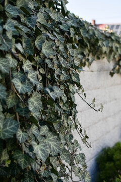 Thick green ivy wall climbing on building surface 