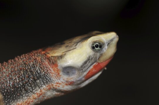 Red-bellied short-necked turtle (Emydura subglobosa), portrait, captive, occurrence in Australia