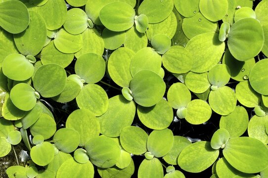 Floating plant Water lettuce Pistia stratiotes LINN&Eacute;