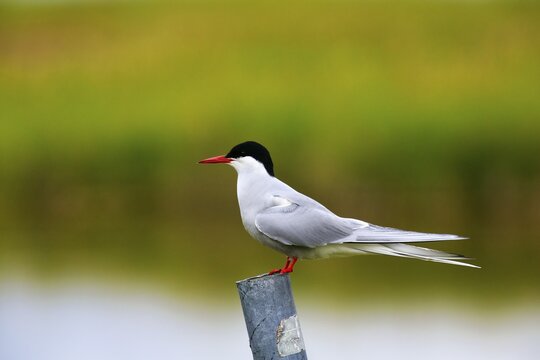 Arctic Arctic Tern (Sterna paradisea), attentive, Vestfir&eth;ir, Westfjords, Iceland