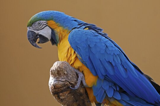 Blue and yellow macaw (Ara ararauna), captive, Germany