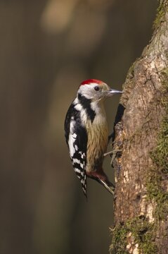 Middle Spotted Woodpecker (Dendrocopos medius)